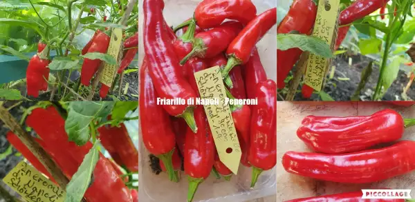 Chili / Paprika: Peperonie Sorte: Friariello di Napoli