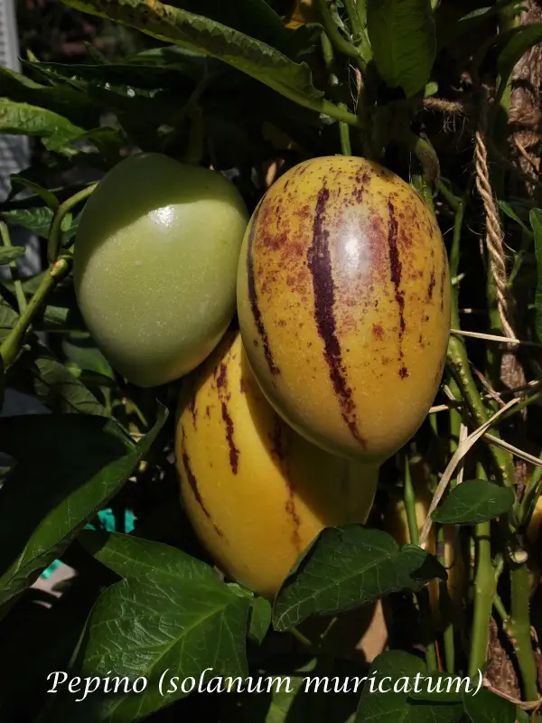 andere Gemüse: Pepino, Melonenbirne, solanum muricatum