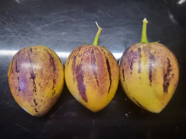 Obst: Pepino/Melonenbirne Sorte 2