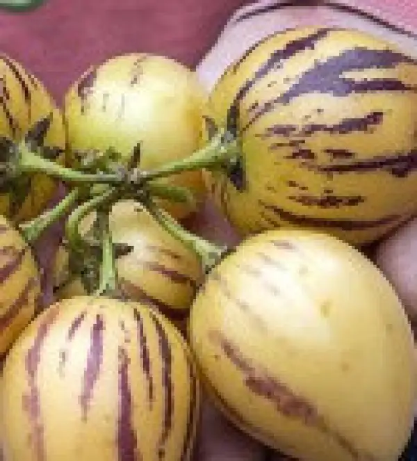 Melonen: Pepino Solanum muricatum, Birnenmelone