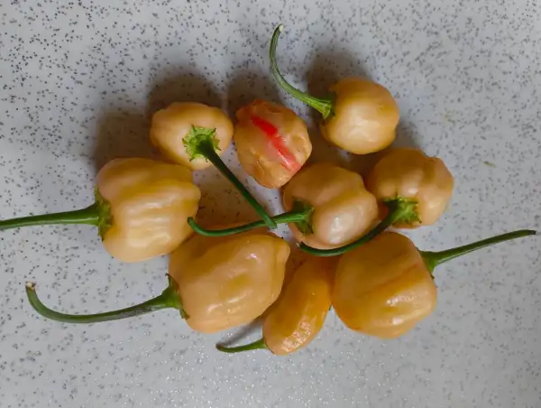 Chili / Paprika: Peppa Peach