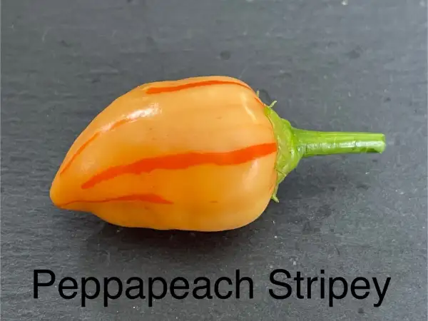 Chili / Paprika: Peppapeach Stripey