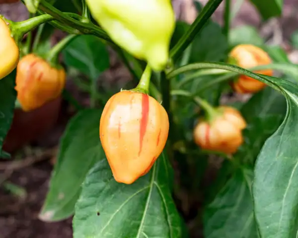 Chili / Paprika: Peppapeach Stripey