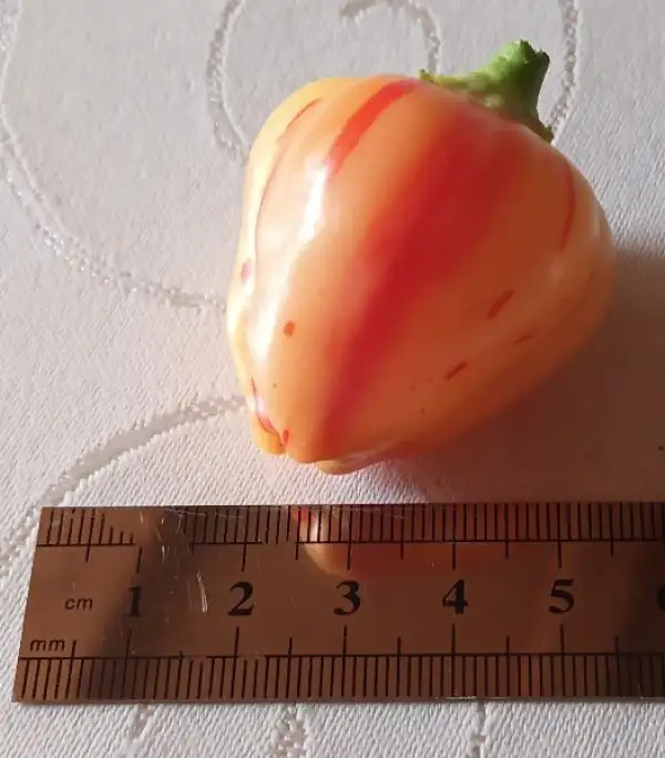 Chili: Peppapeach Stripey