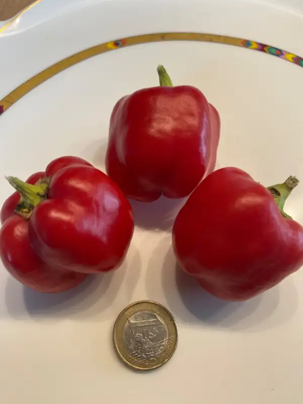 Chili / Paprika: Pepperbellis rot