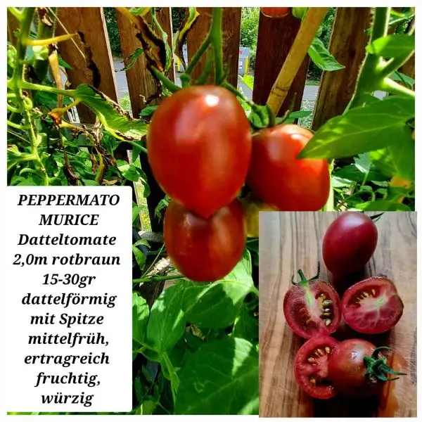 Tomaten: PEPPERMATO MURICE