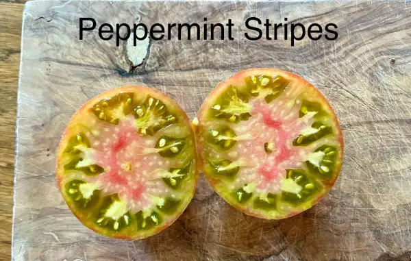 Tomaten: Peppermint Stripes