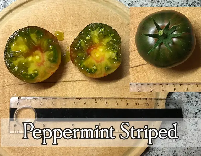 Tomaten: Peppermint Stripes