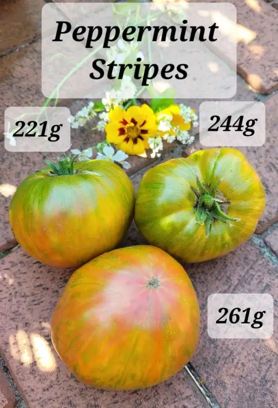 Tomaten: Peppermint Stripes