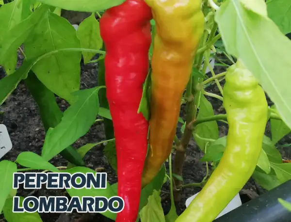 Chili: Pepperoni Lombardo