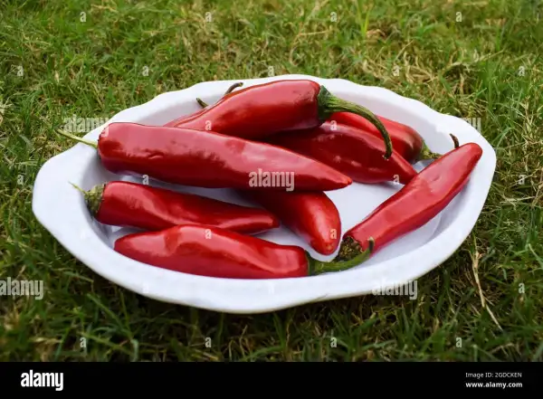 Chili / Paprika: Pepprika Rot