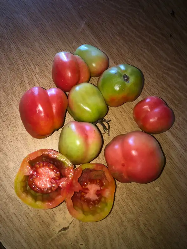 Tomaten: Pera de Girona Rosa