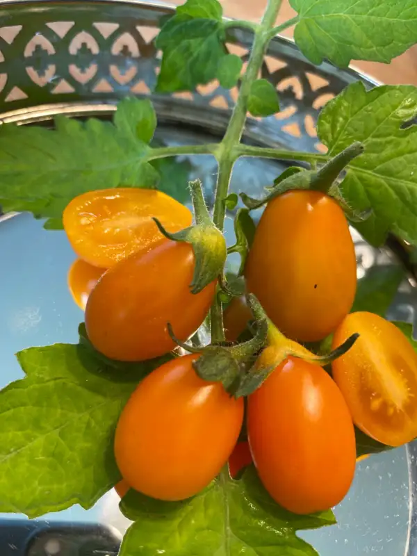 Tomaten: Pera Laranja