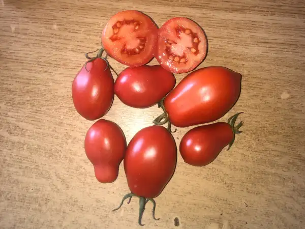 Tomaten: Pera Mata Baja de Caspe