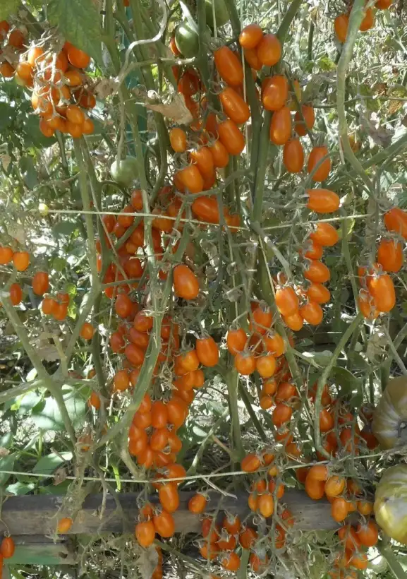 Tomaten: Pera Naranja