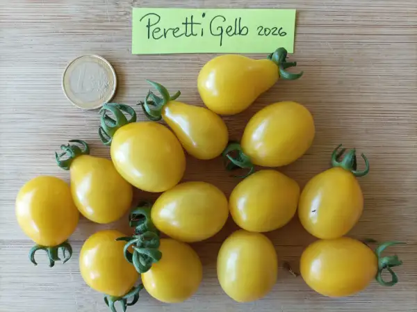Tomaten: Peretti Gelb
