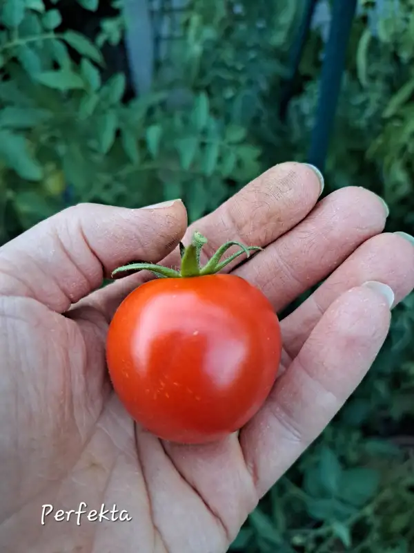 Tomaten: Perfekta 2025