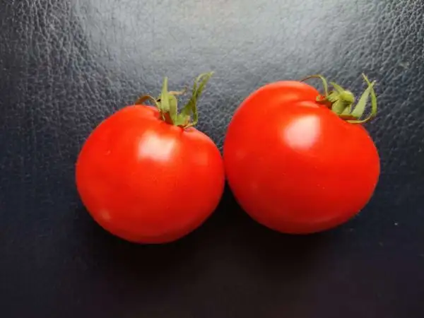 Tomaten: Perfekta