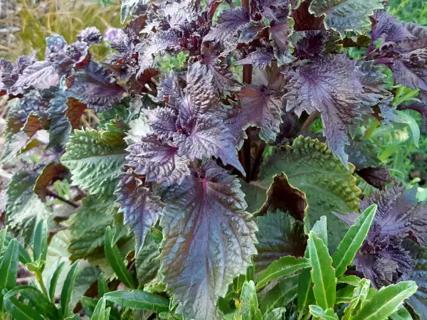 Kräuter: Perilla frutescens - Roter Shiso ‣ ‣ ‣ ‣Japanisches Basilikum Korean perilla