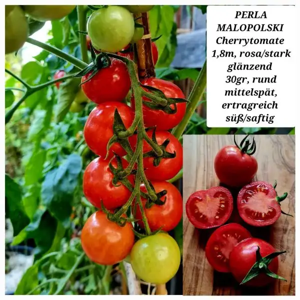 Tomaten: PERLA MALOPOLSKI