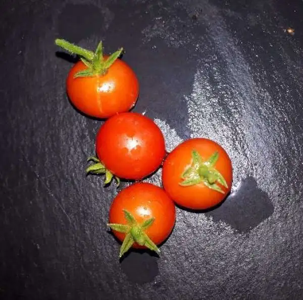 Tomaten: Perle Tcheque