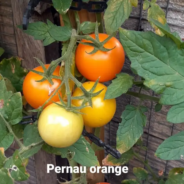 Tomaten: Pernau Orange