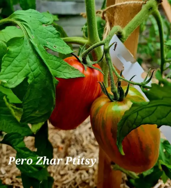 Tomaten: Pero Zhar Ptitsy