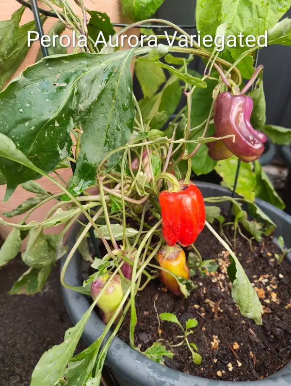 Paprika: Perola Aurora Variegated