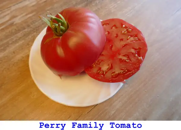 Tomaten: Perry Family Tomato
