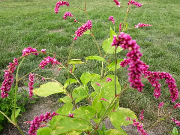 Blumen: Persicaria orientalis 