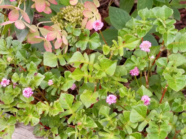 Stauden / Gehölz: Persicaria sinuata