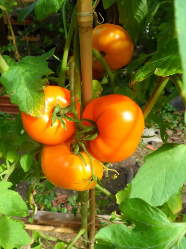 Tomaten: Persimon ( Kat# 2439 )