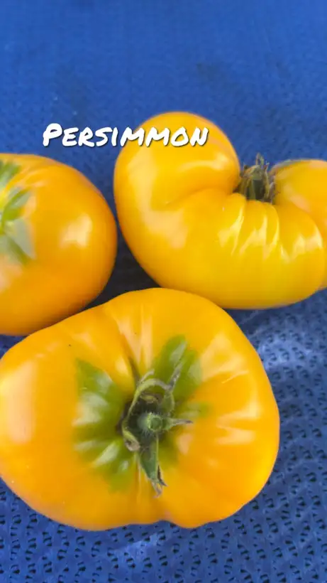 Tomaten: Perssimmon