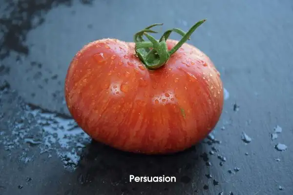 Tomaten: Persuasion