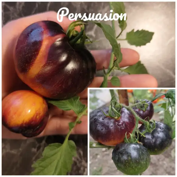 Tomaten: Persuasion