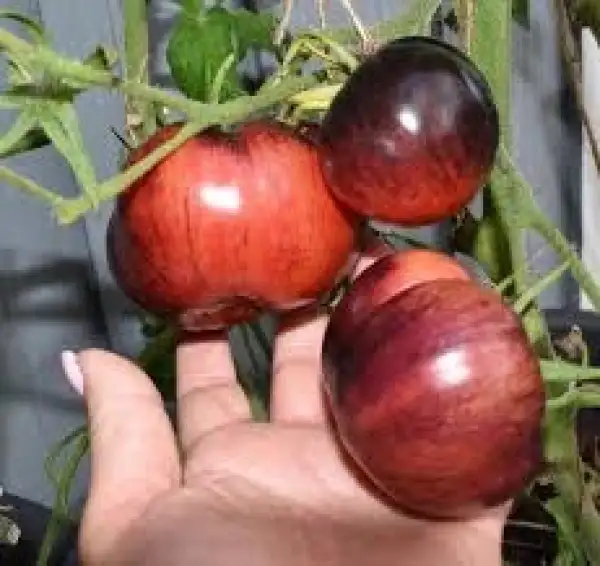 Tomaten: Persuasion