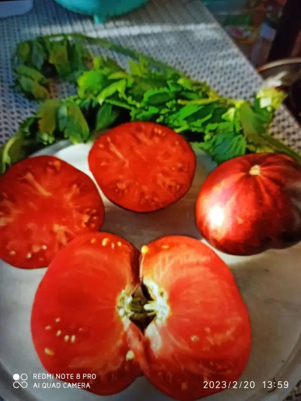 Tomaten: Persuasion