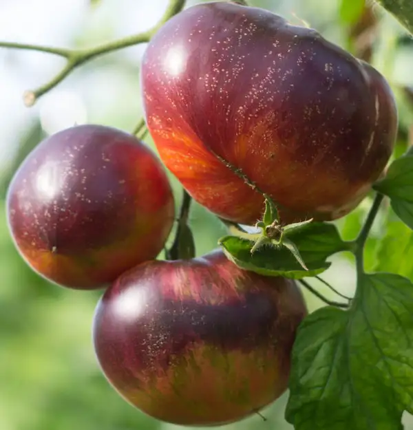 Tomaten: Persuasion