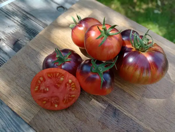 Tomaten: Persuation