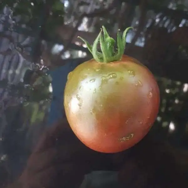 Tomaten: Perth Pride