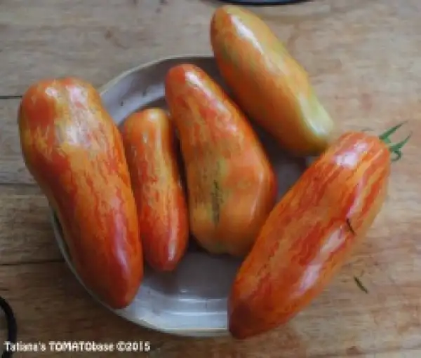 Tomaten: Pertsewidnji Polosatji =Perzevidnij Polosatij