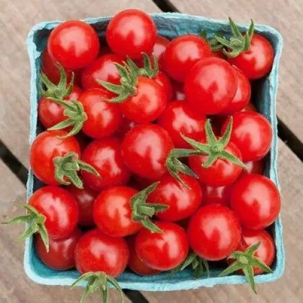 Tomaten: Peruanische Wildtomate