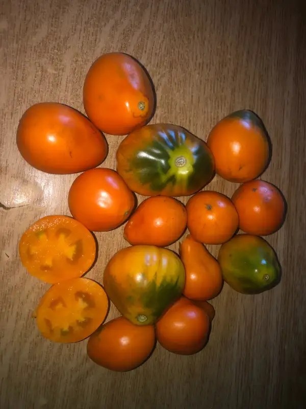 Tomaten: Peruanischer Beutel