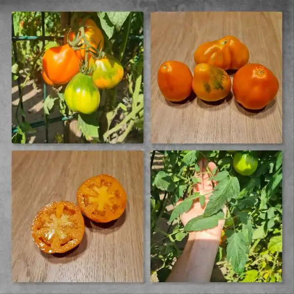 Tomaten: Peruanischer Beutel