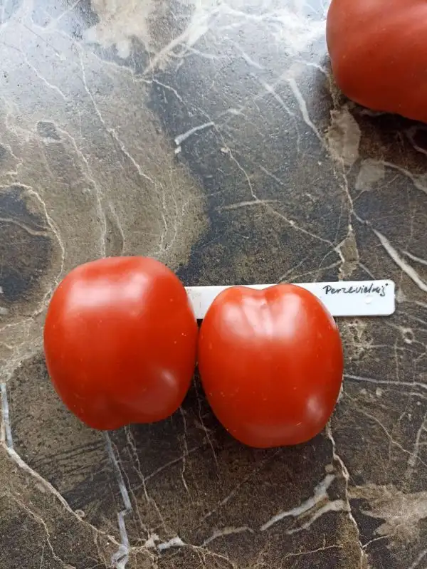 Tomaten: Perzevidnij