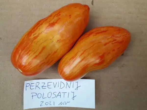 Tomaten: Perzevidnij Polosatij