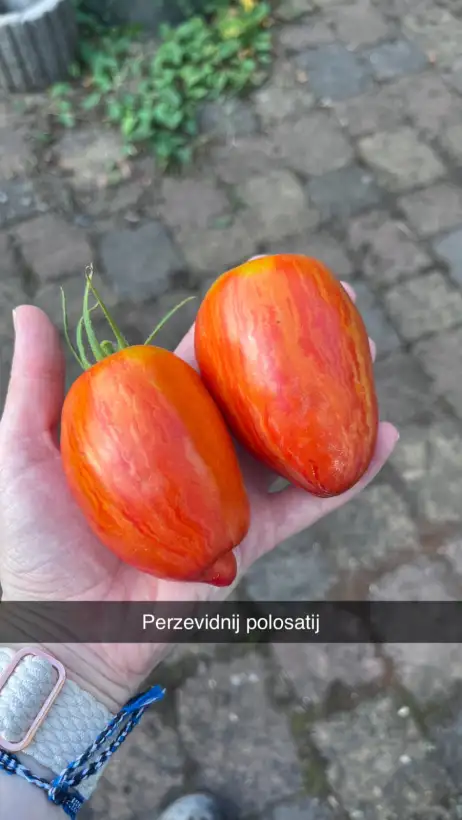 Tomaten: Perzevidnij Polosatij