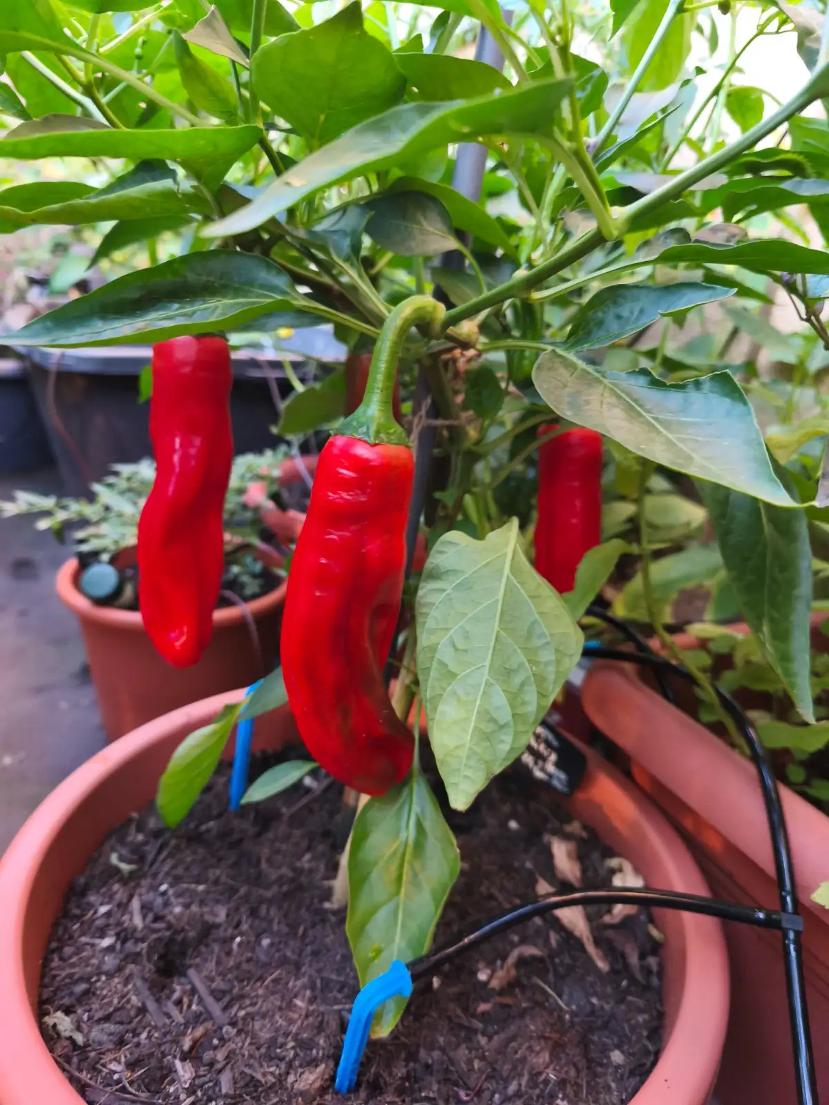 Chili / Paprika: Peter Pepper