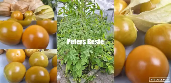 Physalis: Peters Beste