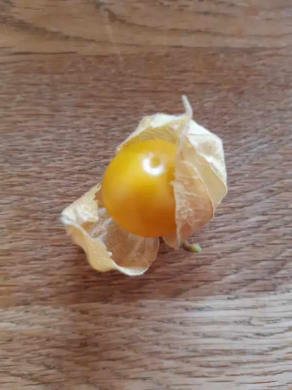 Physalis: Peters Beste